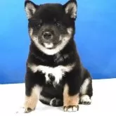 柴犬(標準サイズ)