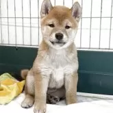 柴犬(標準サイズ)