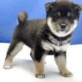 柴犬(標準サイズ)