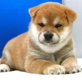 柴犬(標準サイズ)