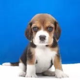 ビーグル
