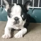 ボストンテリア