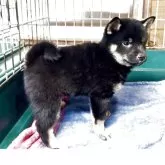 柴犬(標準サイズ)【愛知県・女の子・2025年2月4日・黒】の写真1