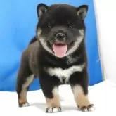 柴犬(標準サイズ)