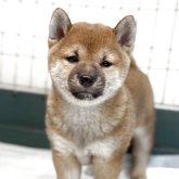 柴犬(標準サイズ)