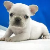 フレンチブルドッグ【愛知県・女の子・2025年10月13日・クリーム】の写真1