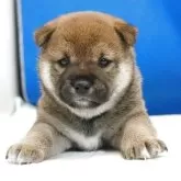 柴犬(標準サイズ)