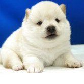 柴犬(標準サイズ)