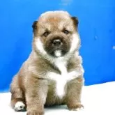 柴犬(標準サイズ)