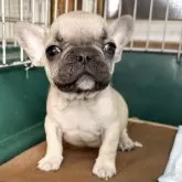 フレンチブルドッグ