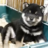 柴犬(標準サイズ)