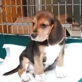 ビーグル【愛知県・男の子・2025年8月5日・ハウンドカラー】の写真2