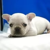 フレンチブルドッグ【愛知県・女の子・2025年10月13日・クリーム】の写真10