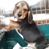 ビーグル【愛知県・男の子・2025年8月5日・ハウンドカラー】の写真3