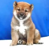 柴犬(標準サイズ)【愛知県・男の子・2025年4月10日・赤】の写真5