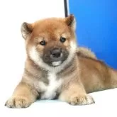 柴犬(標準サイズ)【愛知県・男の子・2025年4月10日・赤】の写真6