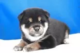 柴犬(標準サイズ)【愛知県・男の子・2025年6月10日・黒】の写真4