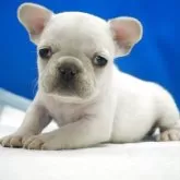 フレンチブルドッグ【愛知県・女の子・2025年10月13日・クリーム】の写真13
