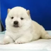 柴犬(標準サイズ)【愛知県・男の子・2025年9月8日・白】の写真4