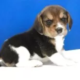 ビーグル【愛知県・女の子・2025年11月1日・ハウンドカラー】の写真5