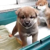 柴犬(標準サイズ)【愛知県・男の子・2025年7月24日・赤】の写真5