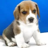 ビーグル【愛知県・男の子・2025年11月1日・ハウンドカラー】の写真7