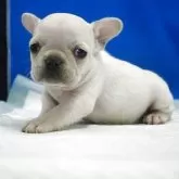 フレンチブルドッグ【愛知県・女の子・2025年10月13日・クリーム】の写真3