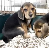 ビーグル【愛知県・男の子・2025年8月5日・ハウンドカラー】の写真6