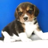 ビーグル【愛知県・女の子・2025年11月1日・ハウンドカラー】の写真9