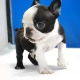 ボストンテリア【愛知県・男の子・2025年10月19日・ボストンカラー】の写真7