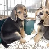 ビーグル【愛知県・男の子・2025年8月5日・ハウンドカラー】の写真7