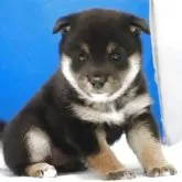 柴犬(標準サイズ)【愛知県・女の子・2025年10月23日・黒】の写真12