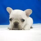 フレンチブルドッグ【愛知県・女の子・2025年10月13日・クリーム】の写真5