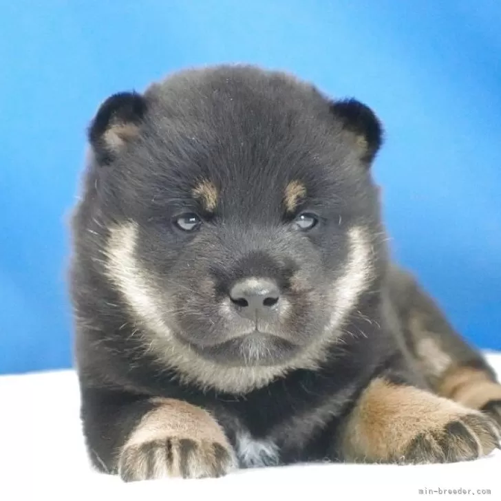 渋い顔の犬➰金属製 めちゃ重 柴犬【愛知県・男の子・2025年9月8日・黒】少しおとぼけ顔が