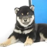 柴犬(標準サイズ)【愛知県・男の子・2025年9月8日・黒】の写真12