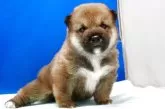 柴犬(標準サイズ)【愛知県・男の子・2025年4月10日・赤】の写真8