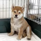 柴犬(標準サイズ)【愛知県・男の子・2025年6月12日・赤】の写真7