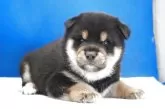 柴犬(標準サイズ)【愛知県・男の子・2025年6月10日・黒】の写真8