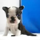 ボストンテリア【愛知県・男の子・2025年10月19日・ボストンカラー】の写真10