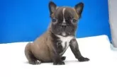ミックス(ボストンテリア×フレンチブルドッグ)【愛知県・男の子・2026年2月7日・ブリンドル】の写真11