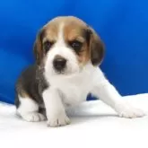 ビーグル【愛知県・女の子・2025年11月1日・ハウンドカラー】の写真10