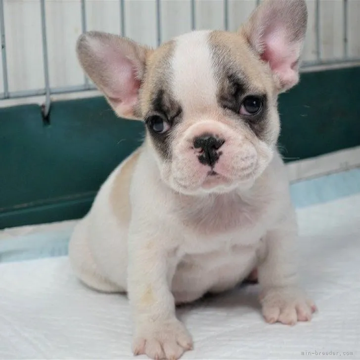 フレコ 様のお迎えした子犬