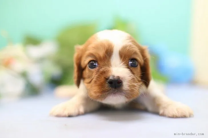 ID:1810-00066の子犬