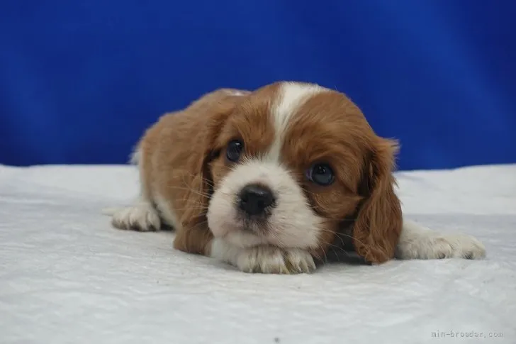 ステア 様のお迎えした子犬