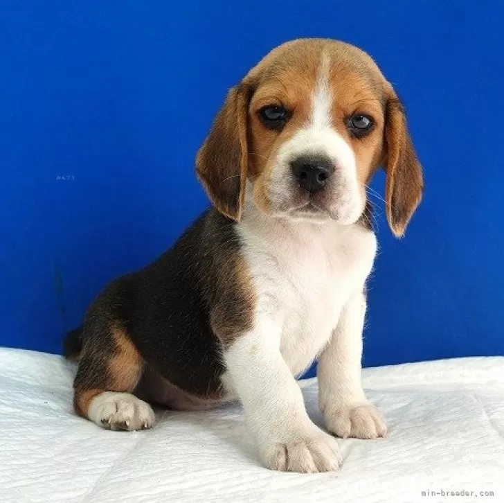 シモムー 様のお迎えした子犬