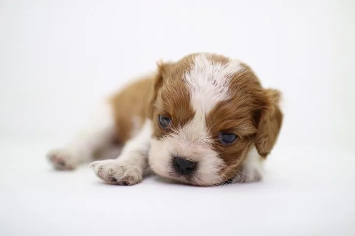 ID:1606-01196の子犬