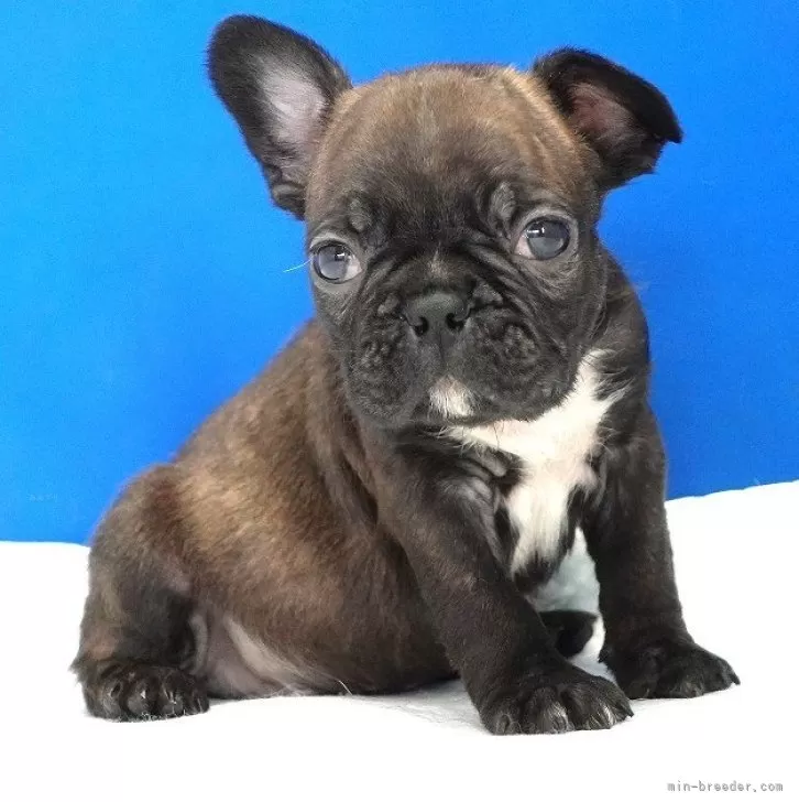 ID：2405-05590の子犬
