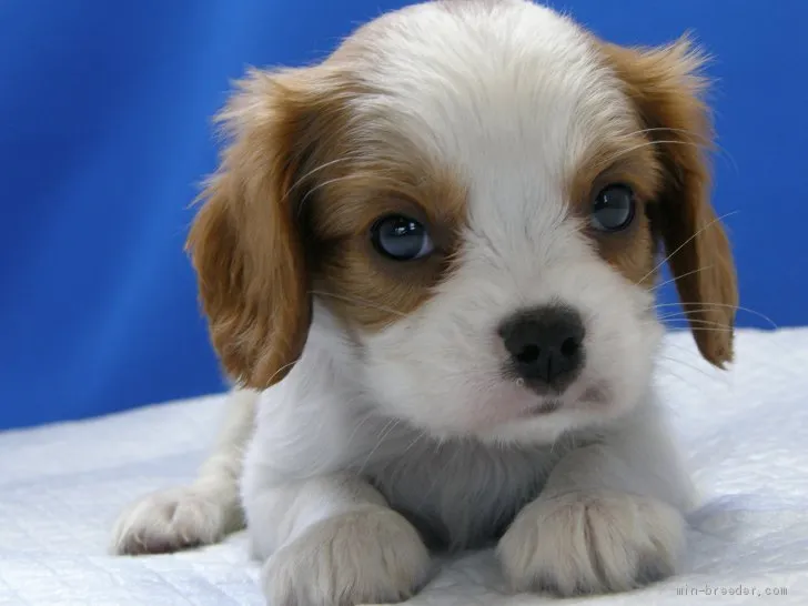 Y.N 様のお迎えした子犬