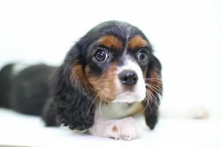 福島男子 様のお迎えした子犬