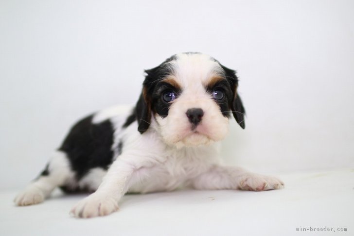 ID:1701-00644の子犬